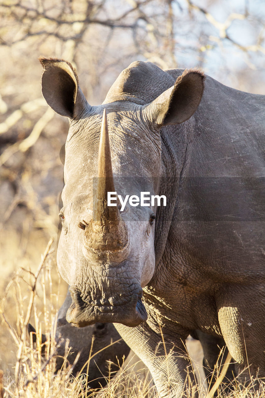 White rhinoceros portrait, ceratotherium simum, kruger park, south africa