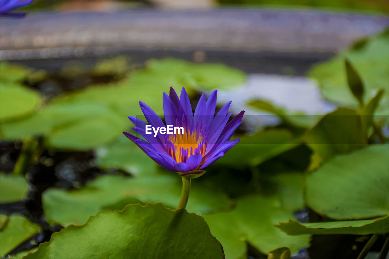 CLOSE-UP OF PURPLE WATER LILY