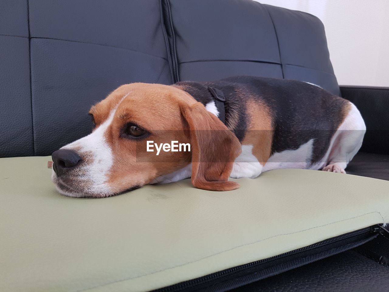 CLOSE-UP OF DOG RELAXING ON BLANKET