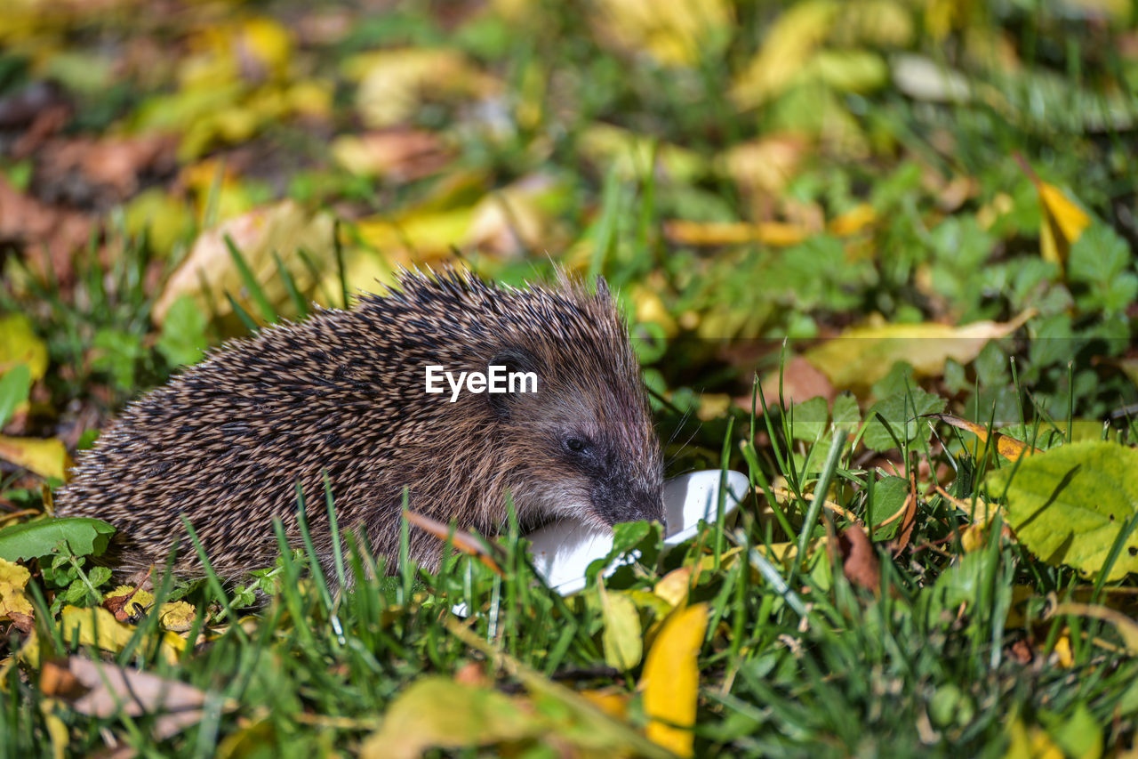 erinaceidae, hedgehog, domesticated hedgehog, animal, animal themes, animal wildlife, mammal, one animal, wildlife, porcupine, nature, plant, no people, grass, outdoors, close-up, day, plant part, monotreme, eating, leaf, selective focus