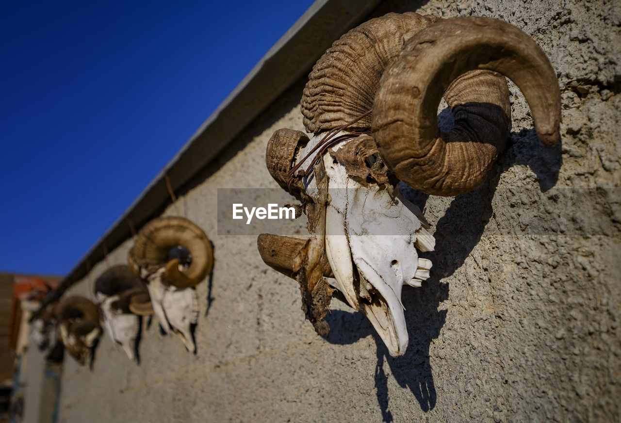 LOW ANGLE VIEW OF AN ANIMAL SKULL