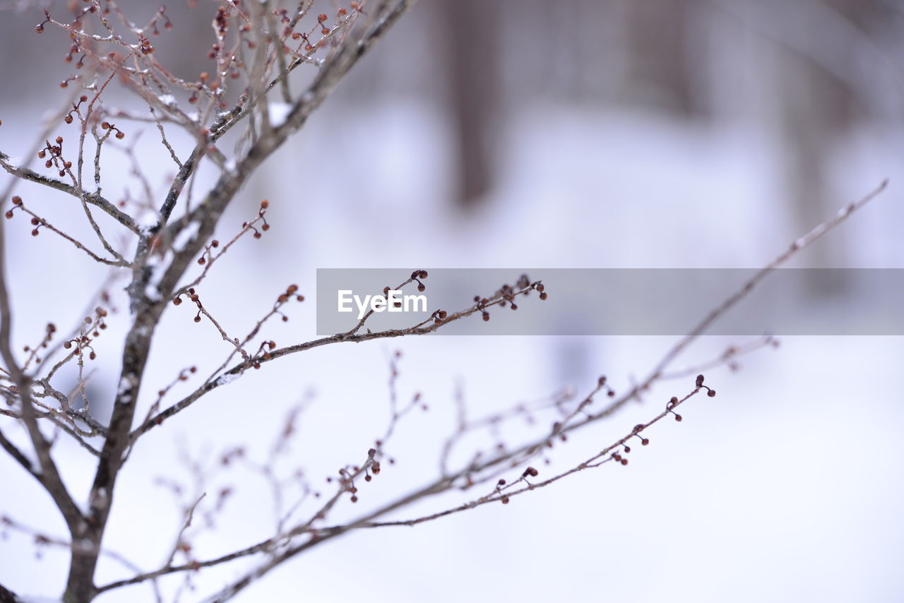 Close-up of dried plant during winter