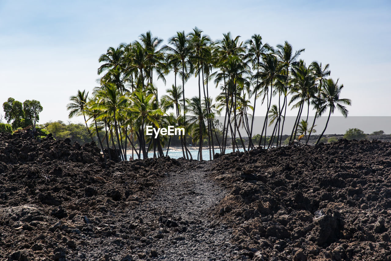 PALM TREES ON FIELD