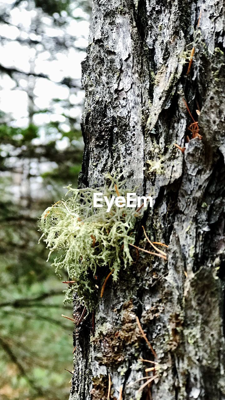 CLOSE-UP OF TREE TRUNK