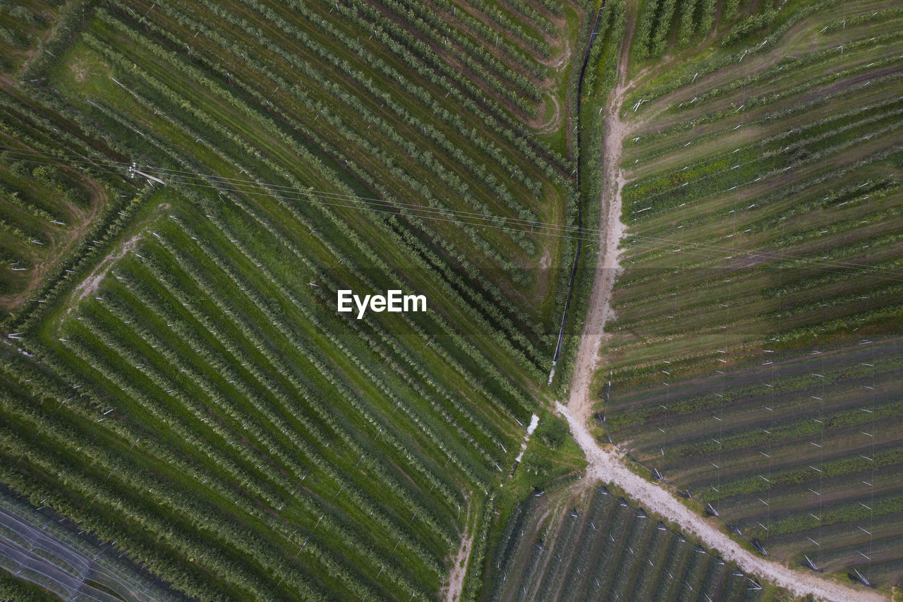 Aerial photo taken with a drone above the green expanses of apple orchards with road that enters it