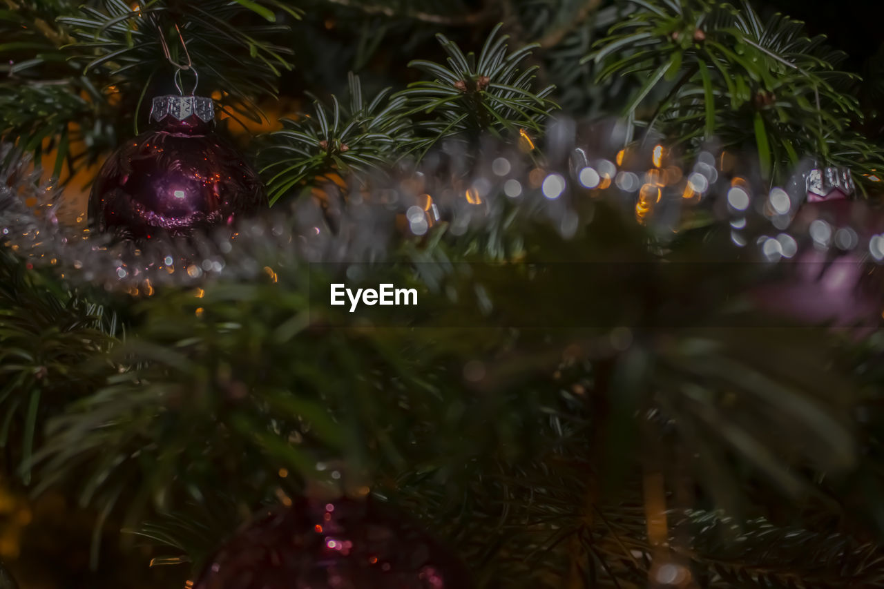 Close-up of christmas tree