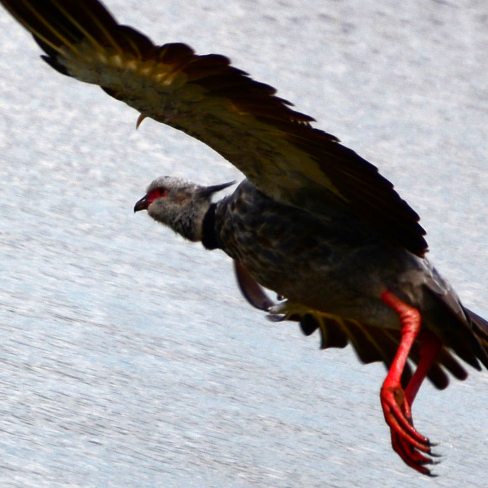 animal, animal themes, bird, wildlife, animal wildlife, flying, one animal, eagle, spread wings, bird of prey, beak, animal body part, bald eagle, nature, wing, no people, motion, day, outdoors, full length, animal wing