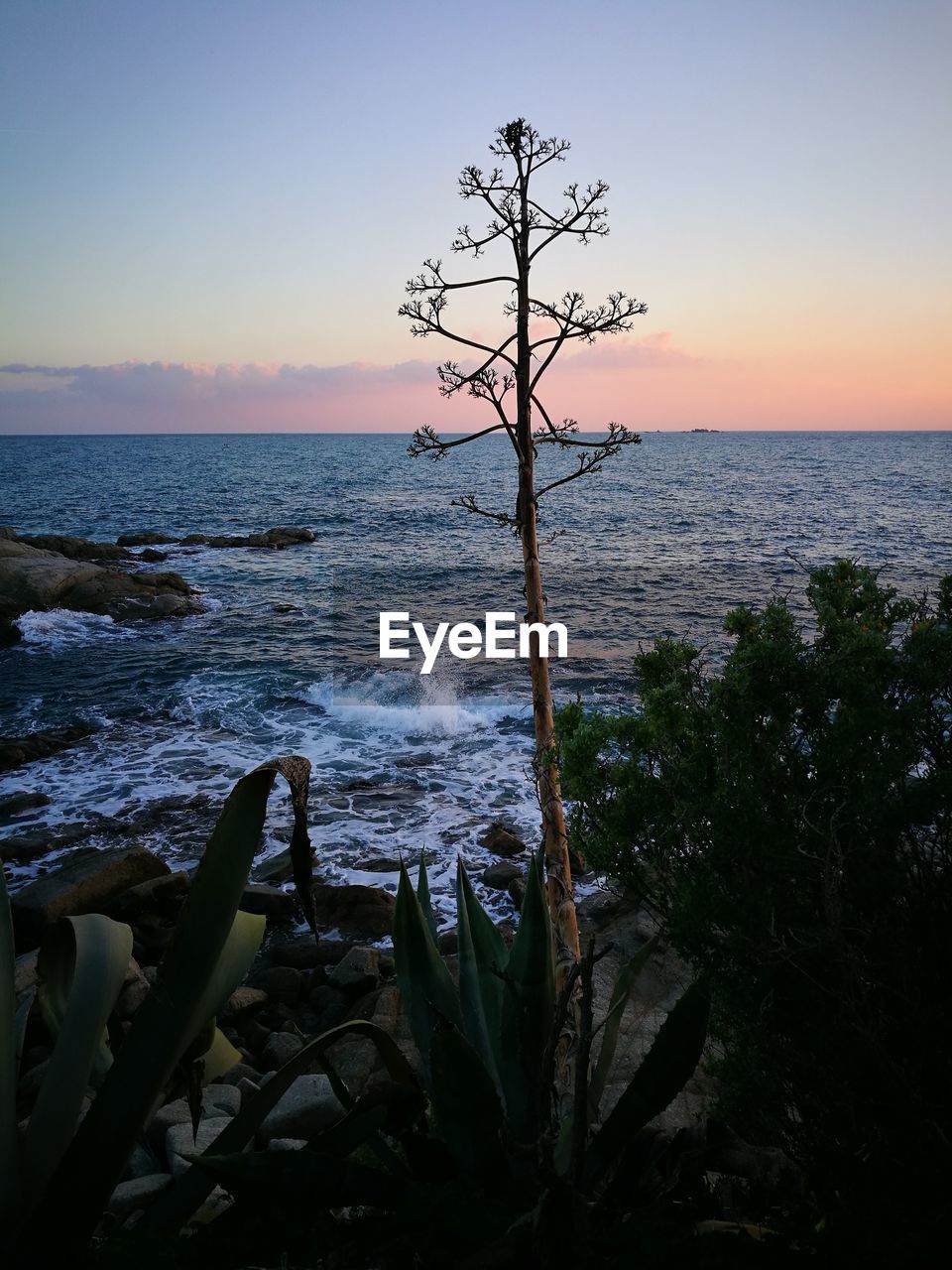 CLOSE-UP OF PLANT AGAINST SEA