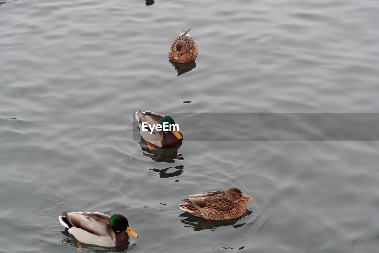 HIGH ANGLE VIEW OF DUCK SWIMMING ON LAKE