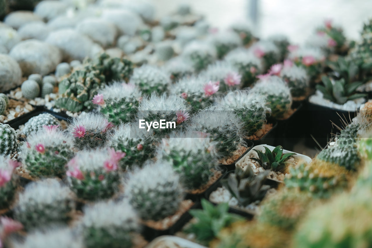 CLOSE-UP OF SUCCULENT PLANT IN WINTER