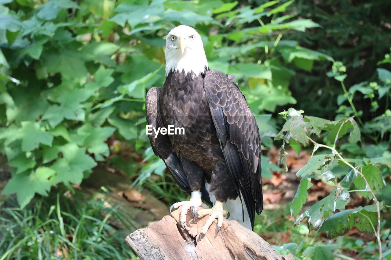 PIGEON PERCHING ON A TREE