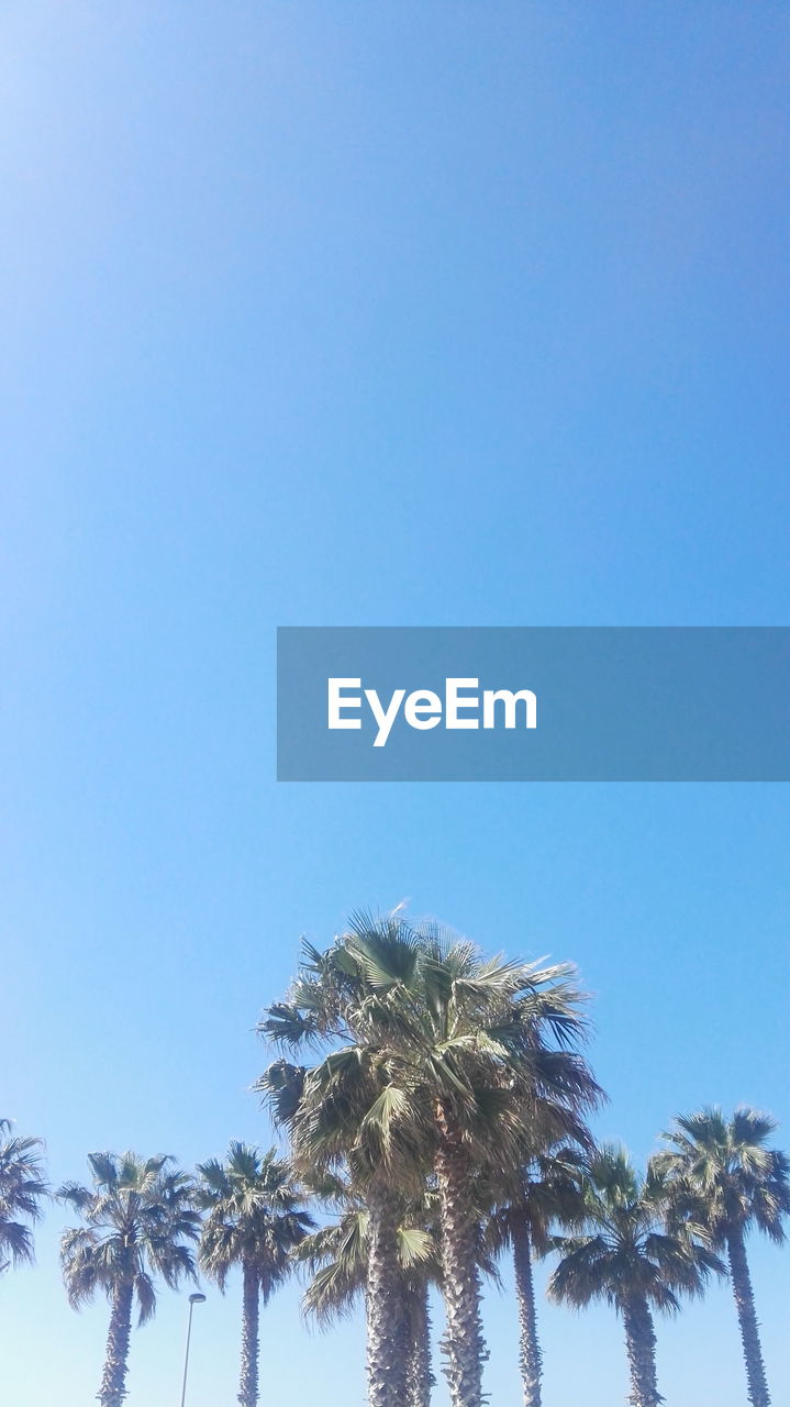 LOW ANGLE VIEW OF PALM TREES AGAINST CLEAR SKY