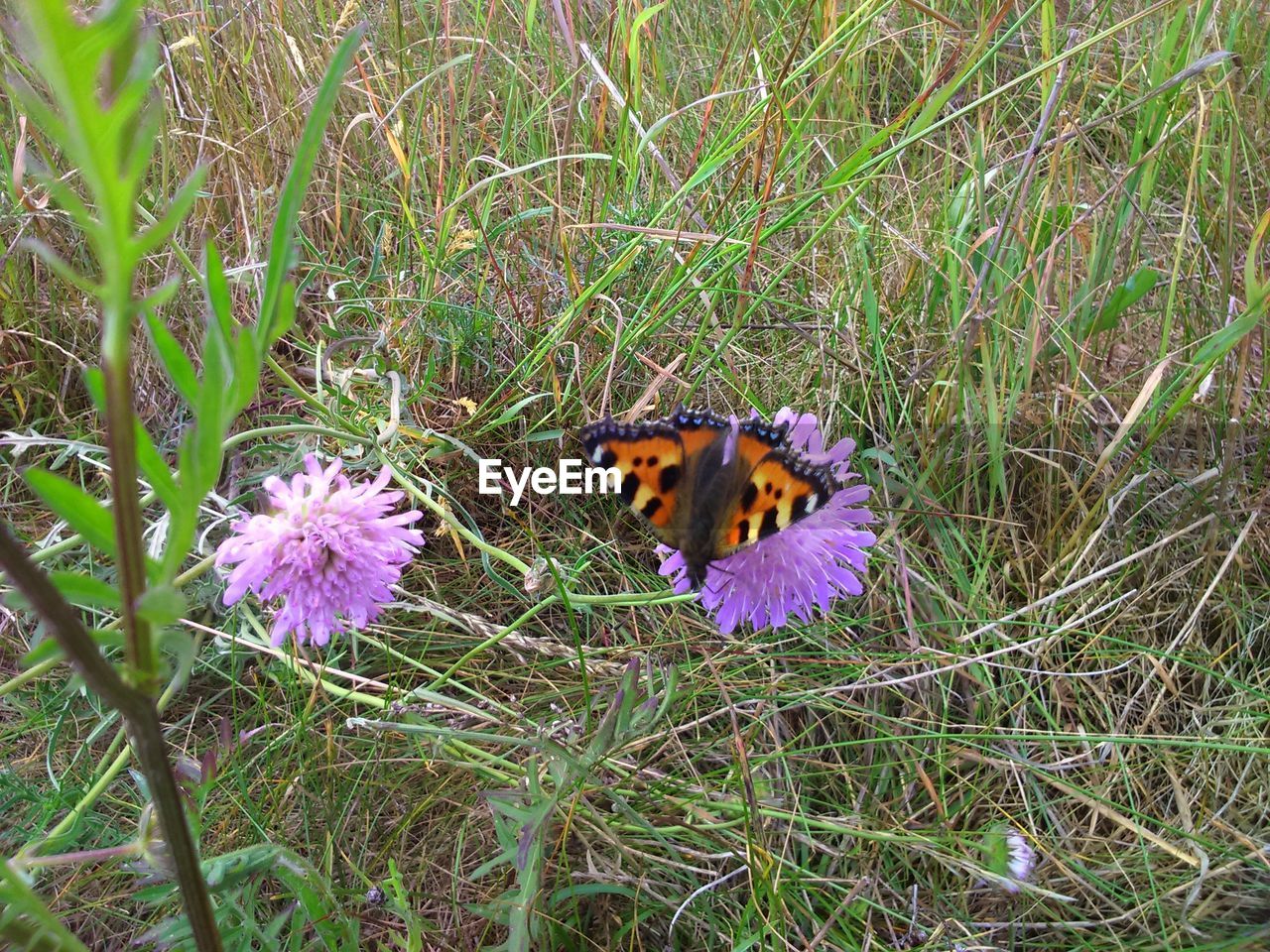 HIGH ANGLE VIEW OF BUTTERFLY ON PURPLE FLOWERS BLOOMING OUTDOORS