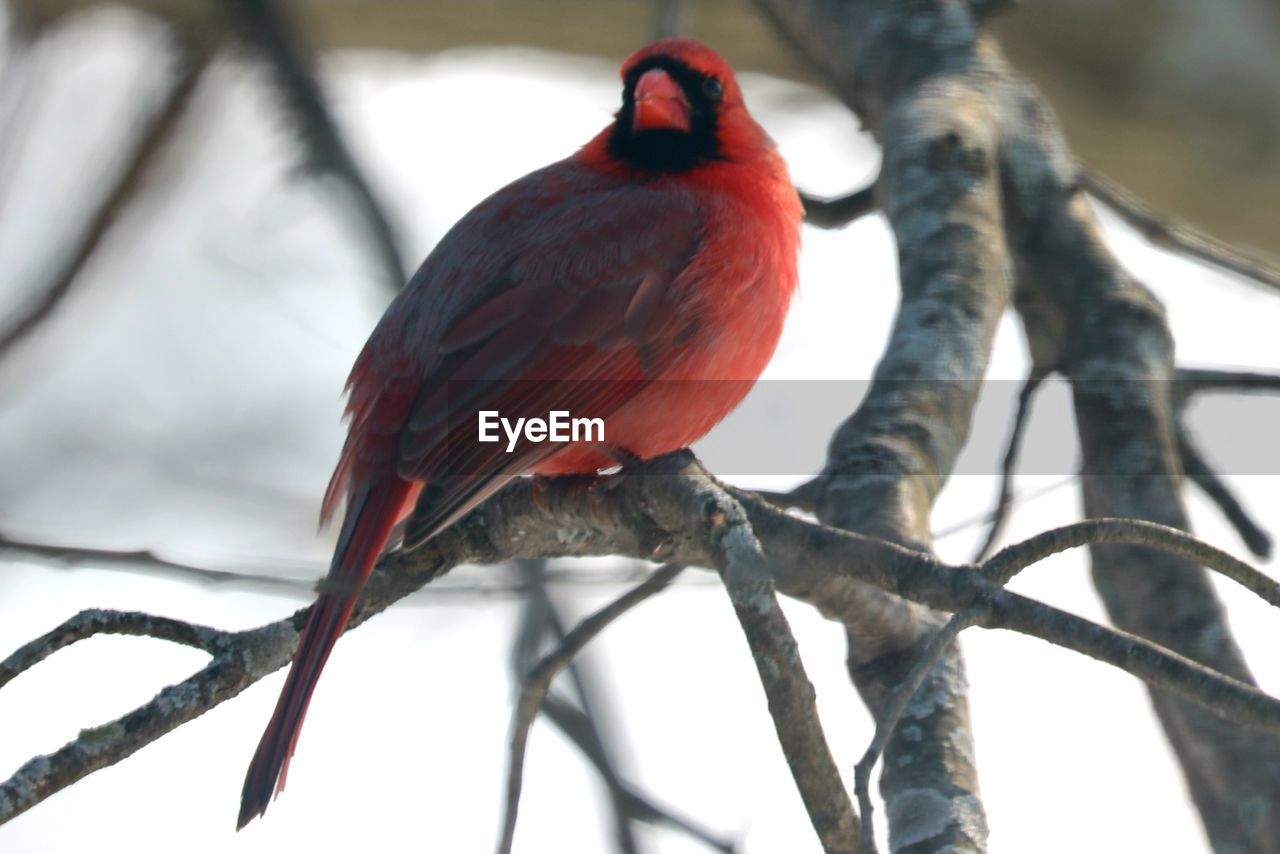 CLOSE-UP OF BIRD PERCHING ON TREE