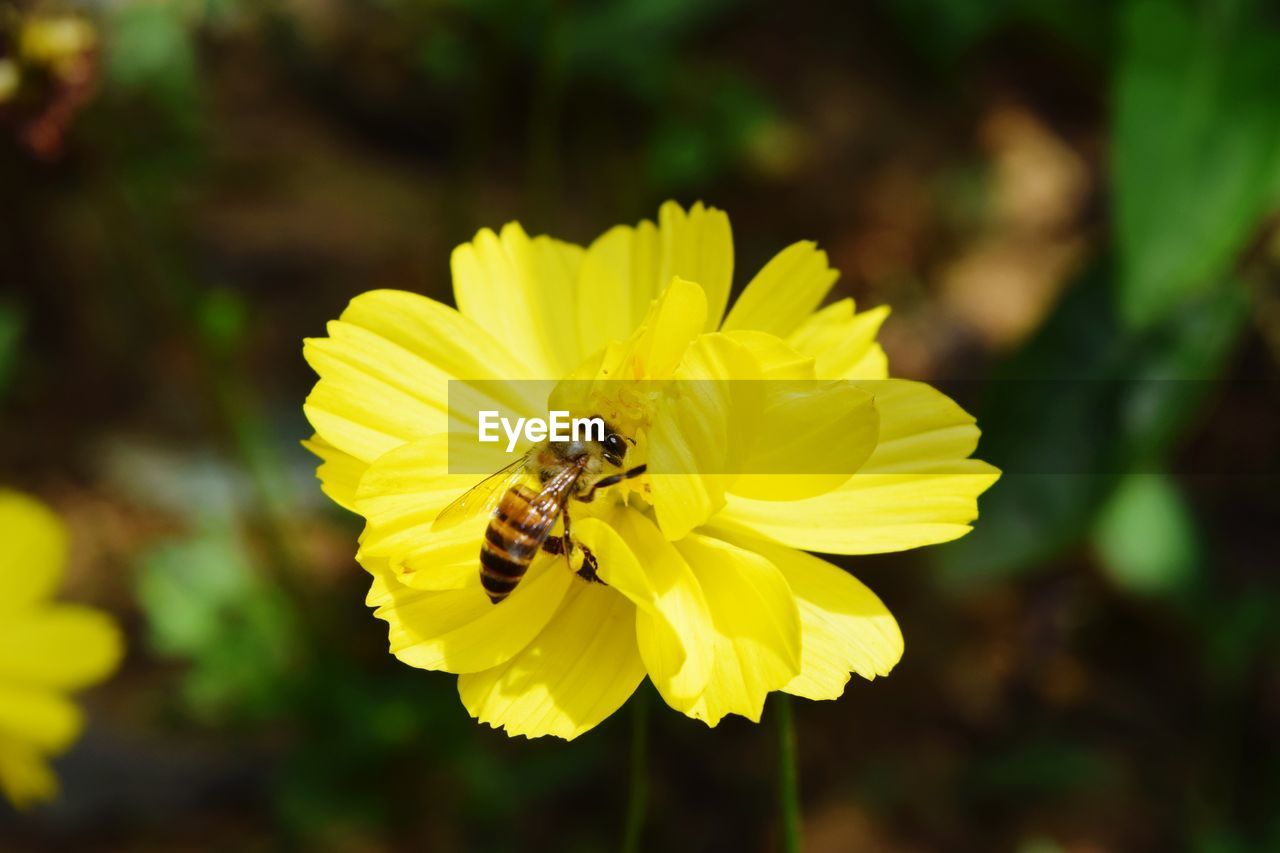 Close-up of bee pollinating on yellow flower