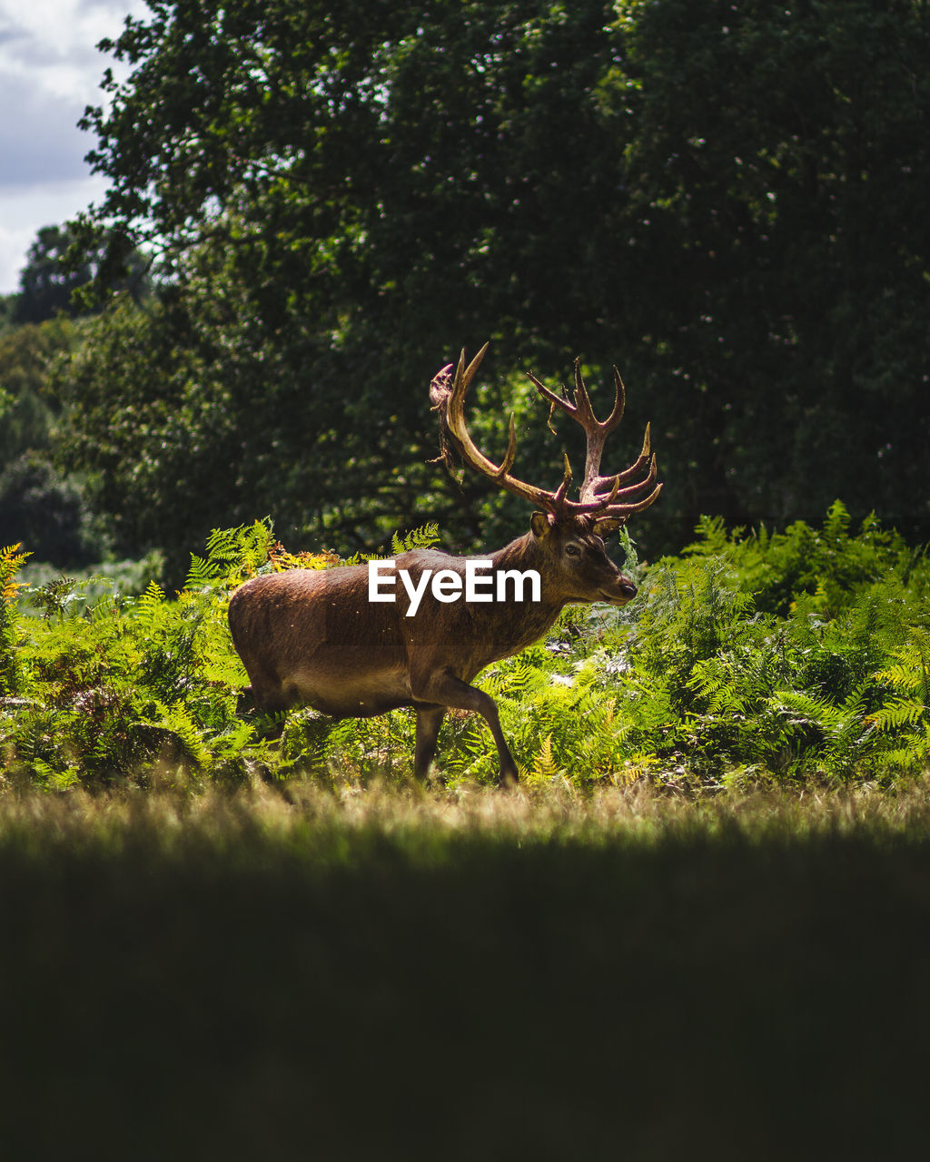 DEER IN THE FOREST