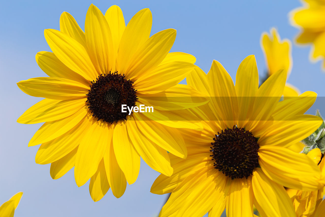 CLOSE-UP OF YELLOW SUNFLOWER