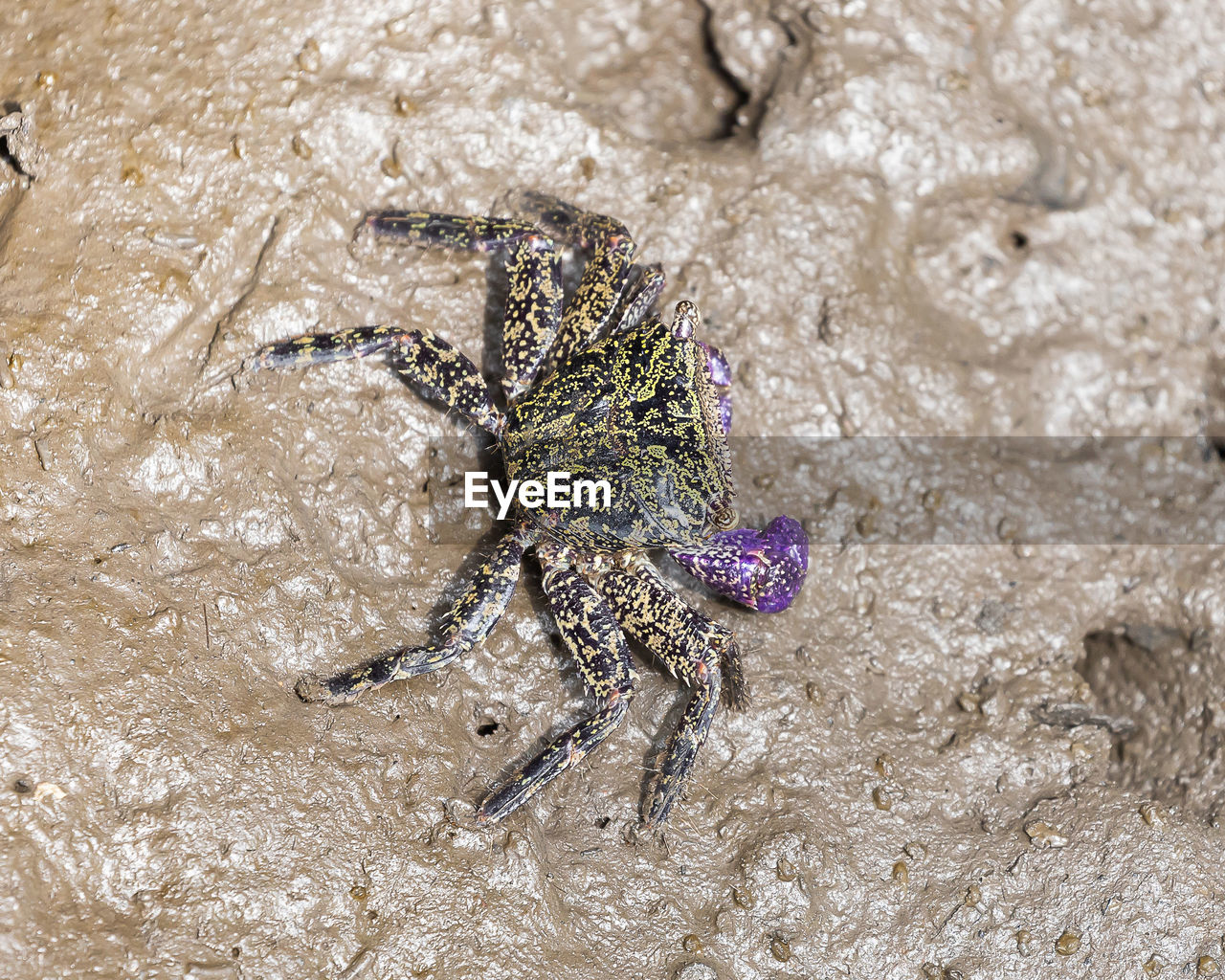 HIGH ANGLE VIEW OF CRAB ON SAND