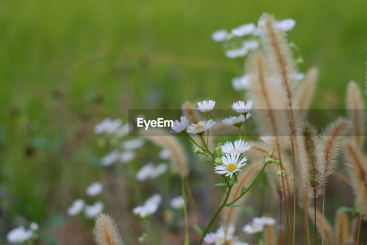 Close-up of white flowering plant on field