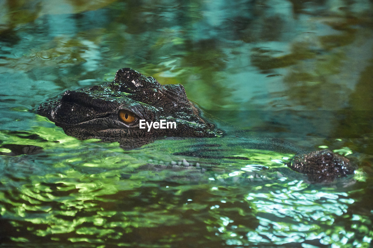 Close-up of a crocodile in water