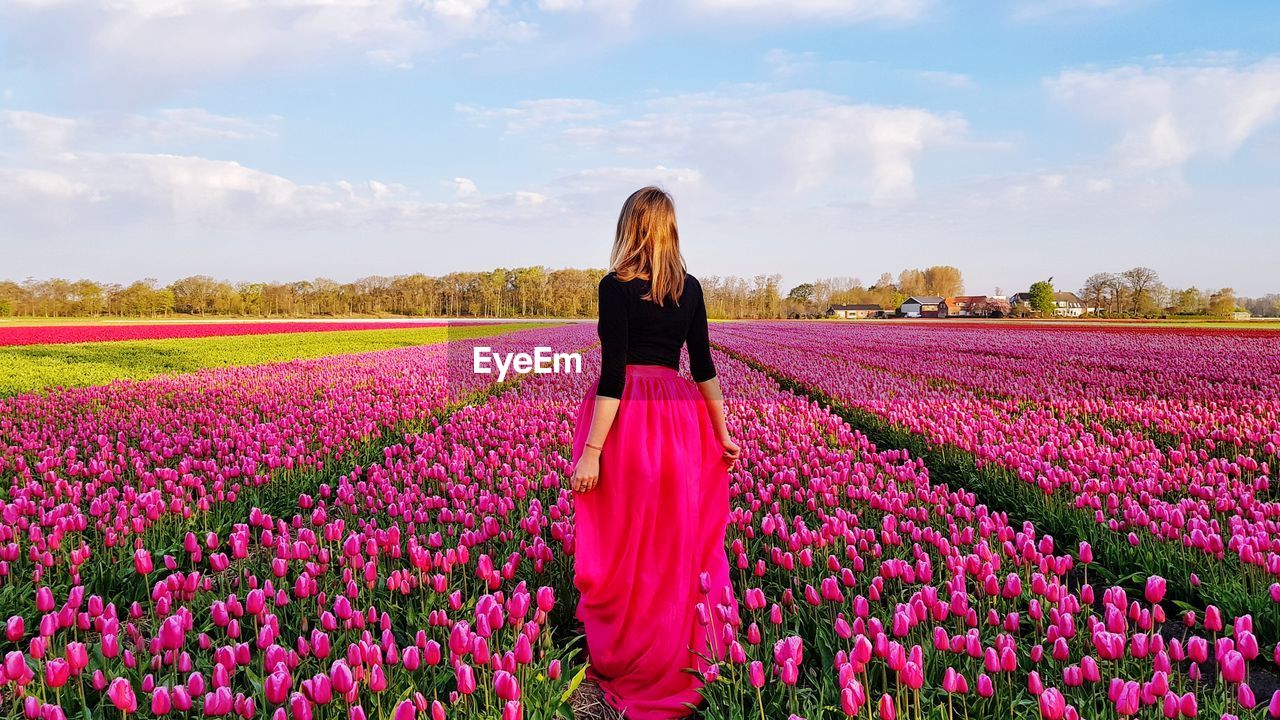 Rear view of woman standing amidst pink tulips at farm
