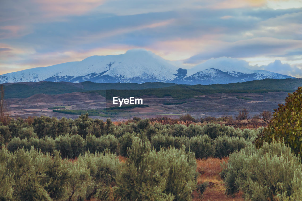 Scenic view of olive groves, agricultural files and forests against snow-capped mountains.