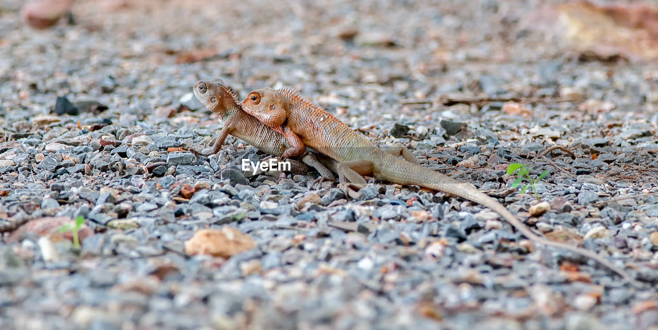 CLOSE-UP OF LIZARD ON LEAF