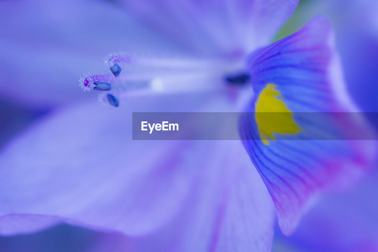 MACRO SHOT OF PURPLE FLOWER HEAD