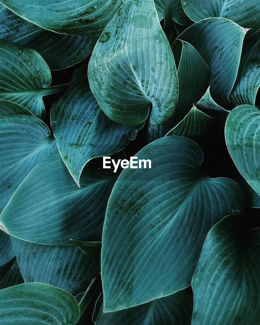 Full frame shot of green leaves