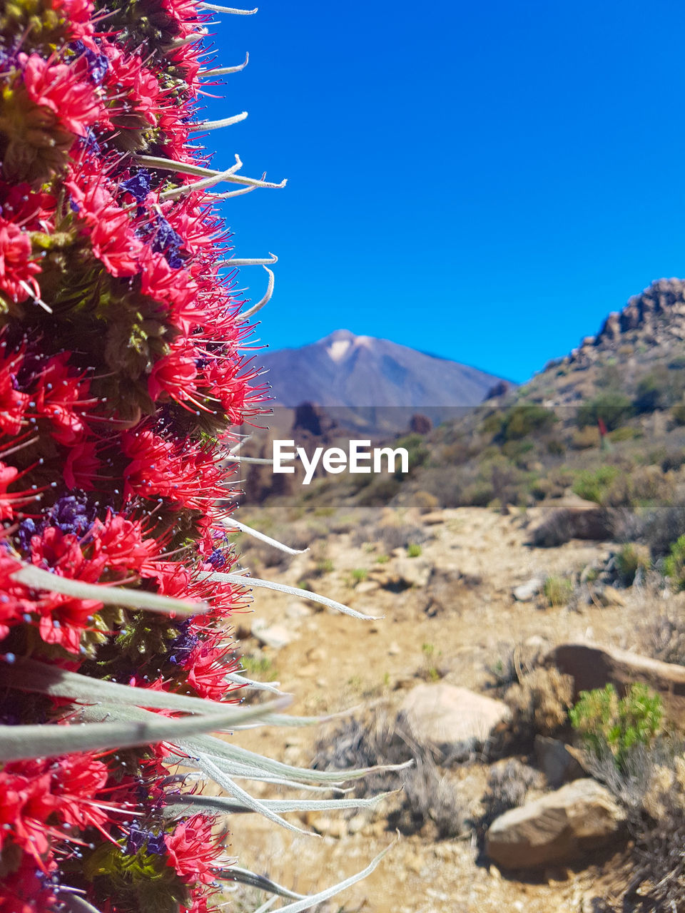 RED FLOWERING PLANT AGAINST MOUNTAIN