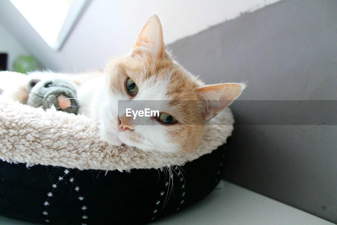 Close up of lying cat looking at camera