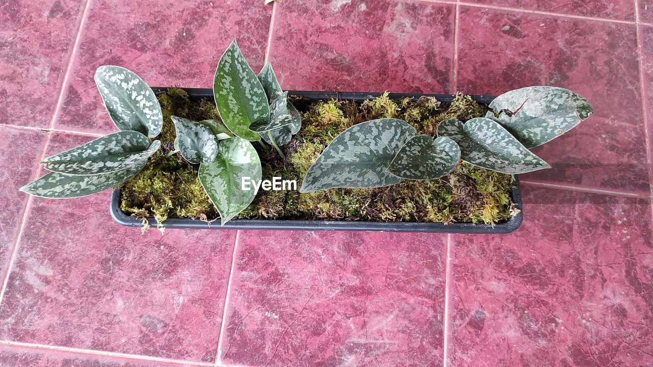 HIGH ANGLE VIEW OF VEGETABLES FOR SALE IN CONTAINER