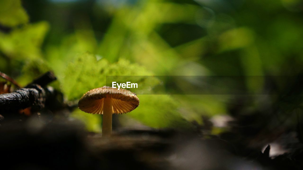 Close-up of mushroom growing outdoors