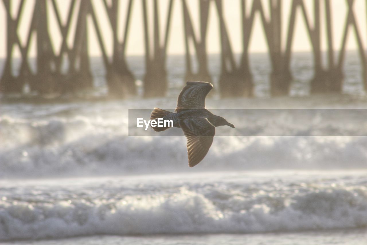 VIEW OF BIRD FLYING