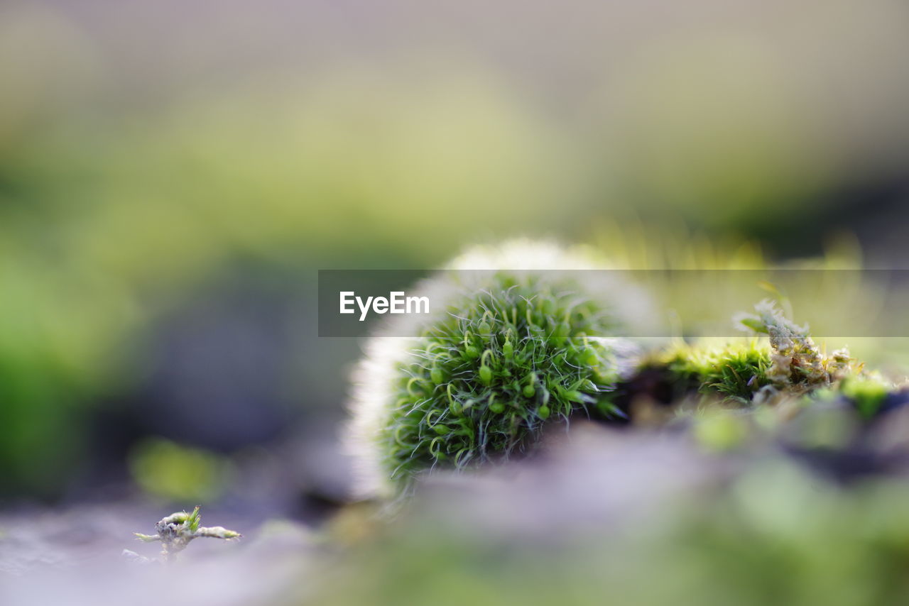 Close-up of green plant