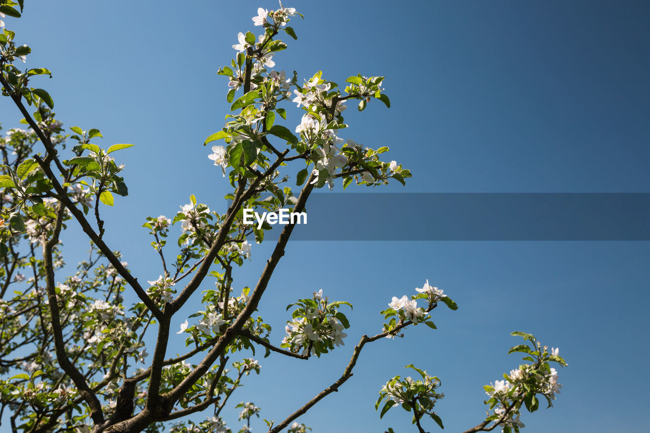 LOW ANGLE VIEW OF FLOWERING PLANT AGAINST CLEAR SKY