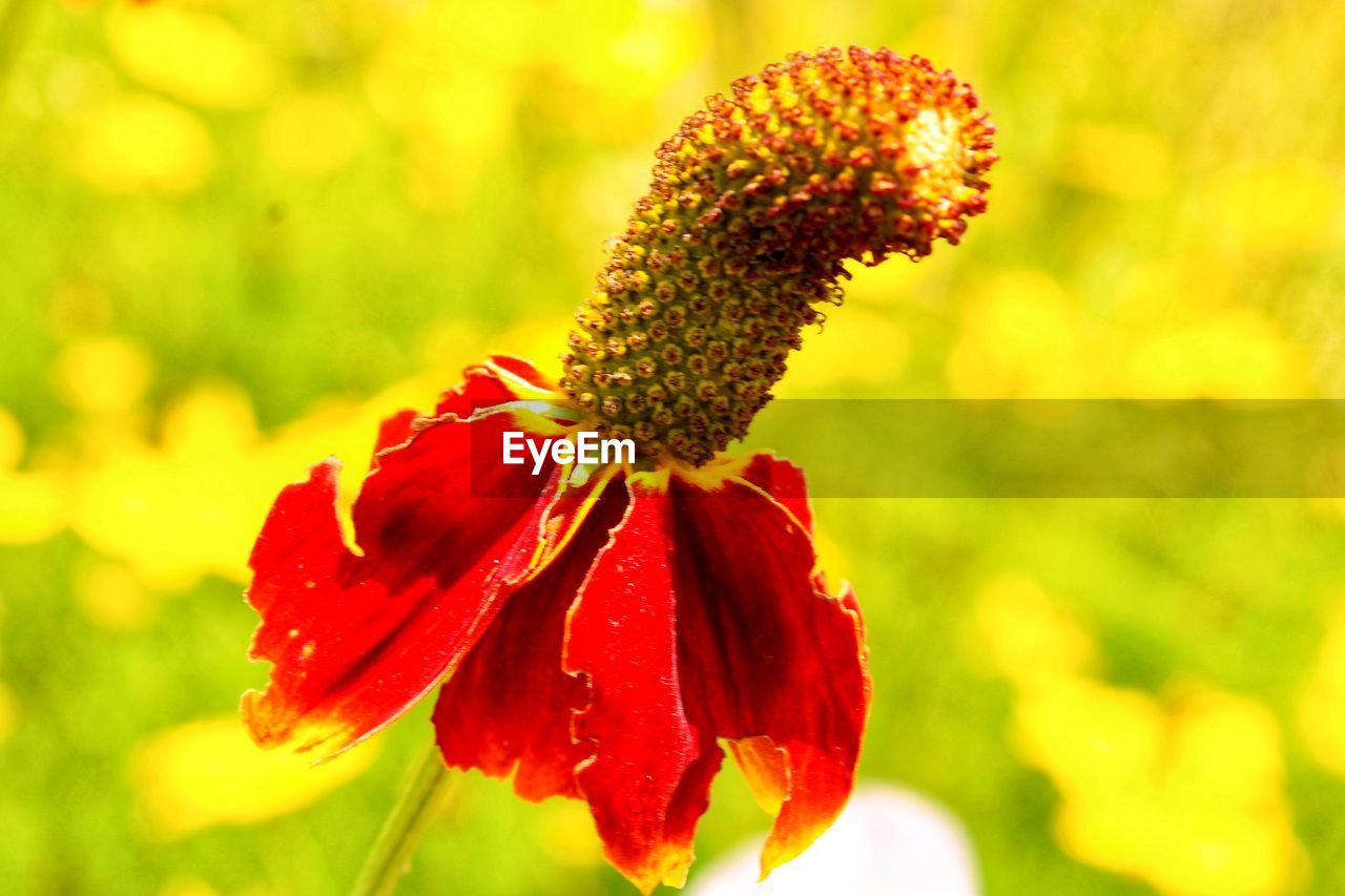 CLOSE-UP OF RED FLOWER ON PLANT