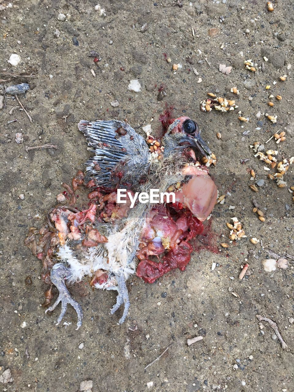 HIGH ANGLE VIEW OF CRAB ON BEACH