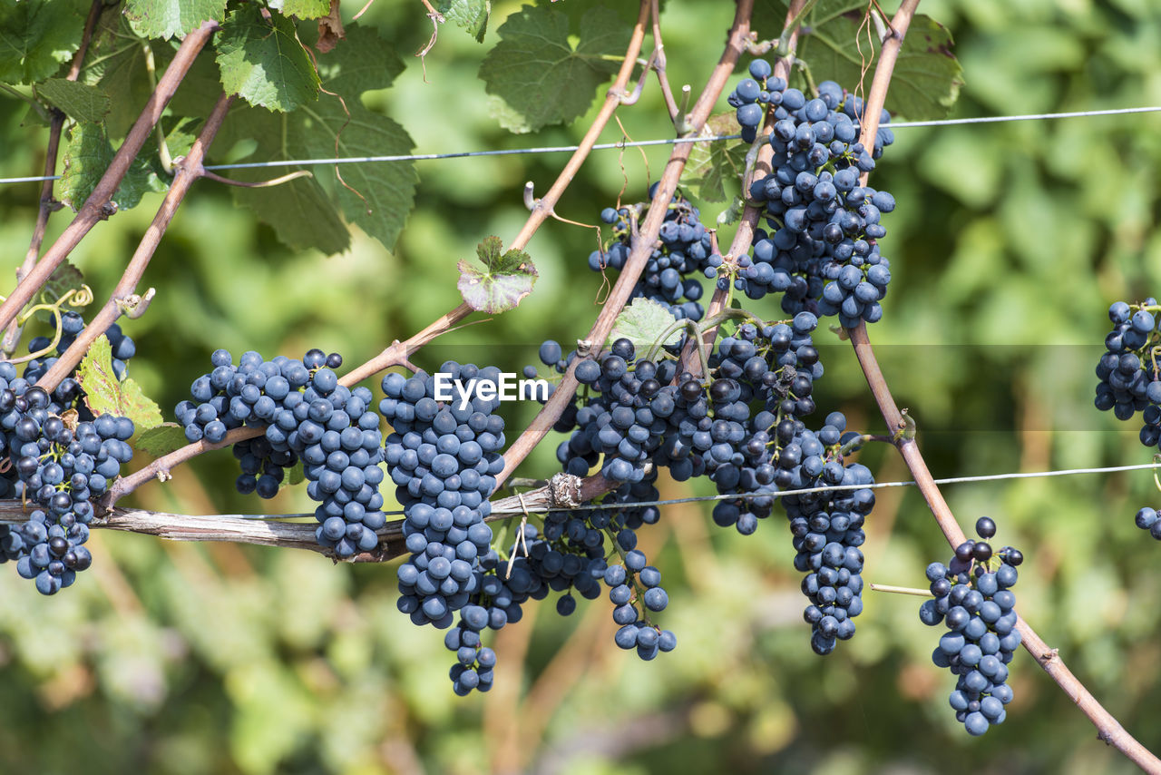 CLOSE-UP OF GRAPES GROWING ON VINE