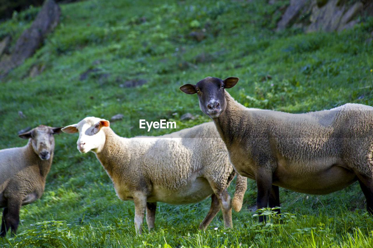 HERD OF SHEEP STANDING ON FIELD