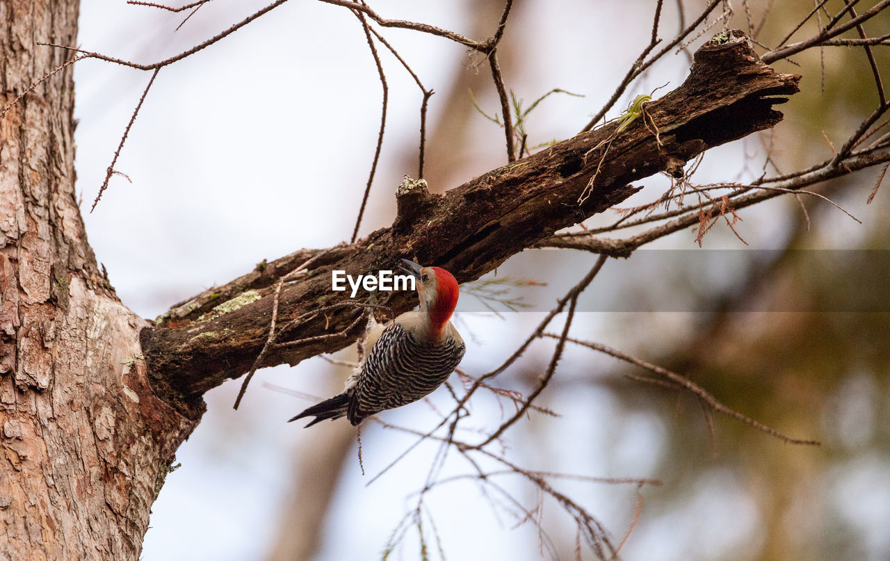 Red-bellied woodpecker melanerpes carolinus pecks at a tree in naples, florida