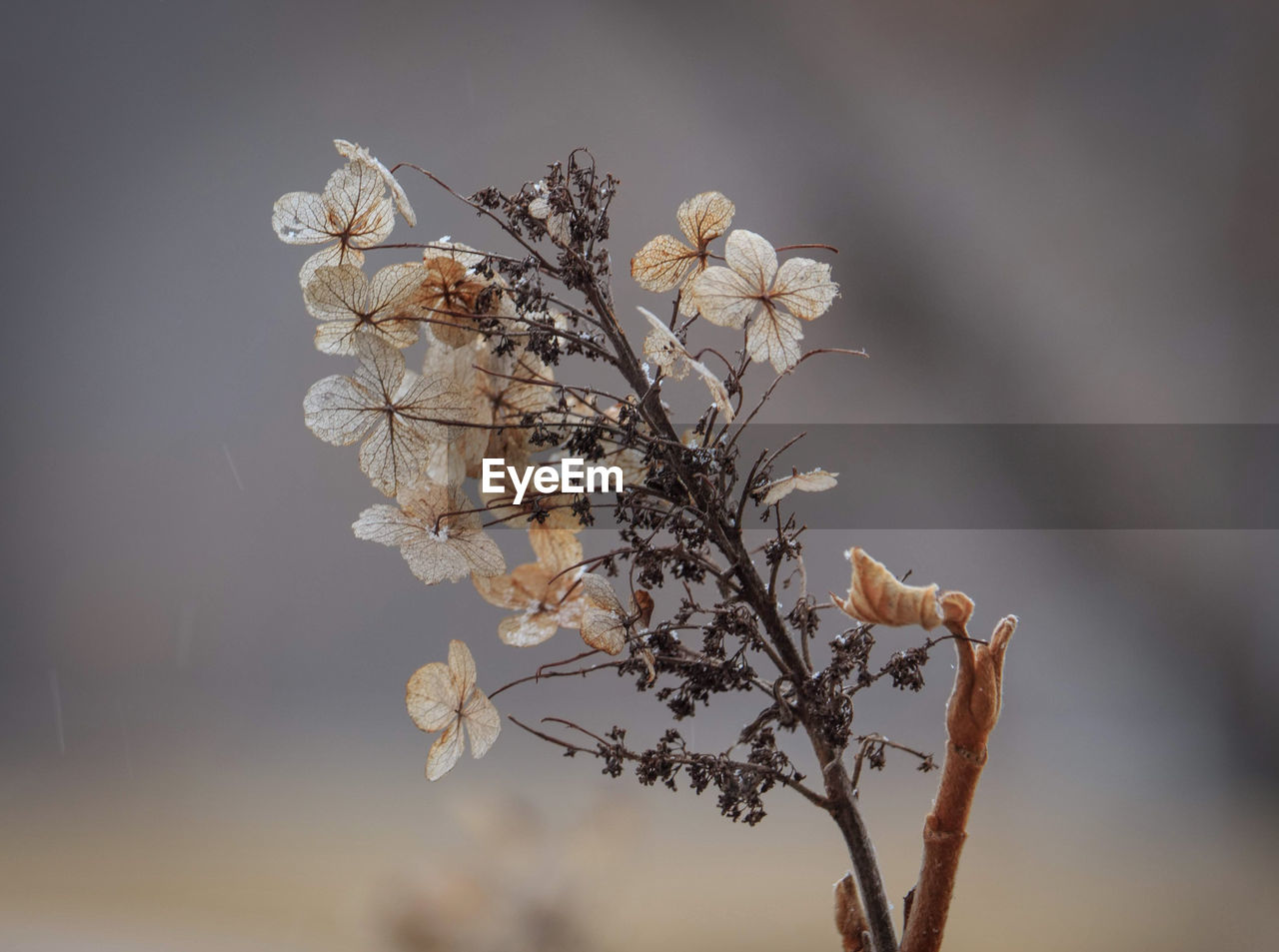 Close-up of wilted plant