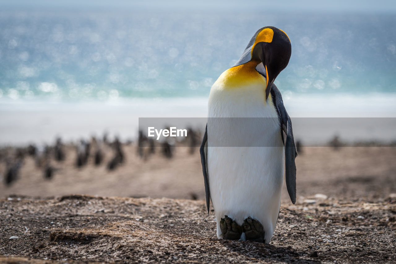 King penguin preening on beach with others