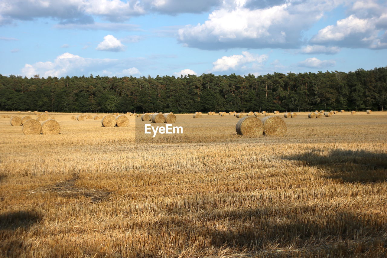 Hay bales in a field