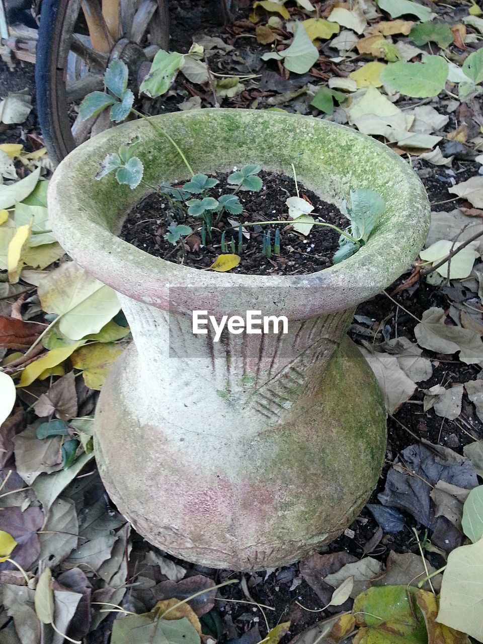 CLOSE-UP OF POTTED PLANT IN POT