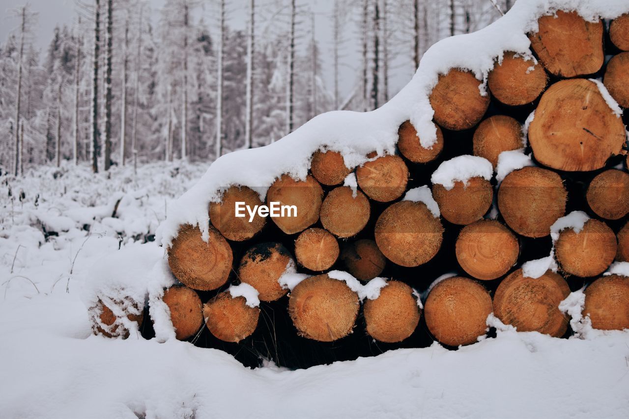 forest, tree, timber, log, snow, winter, cold temperature, firewood, wood, lumber industry, deforestation, nature, large group of objects, logging, land, plant, environmental issues, woodland, environment, abundance, no people, woodpile, heap, outdoors, tree trunk, coniferous tree, branch, shape, power generation, white, pinaceae, trunk, day