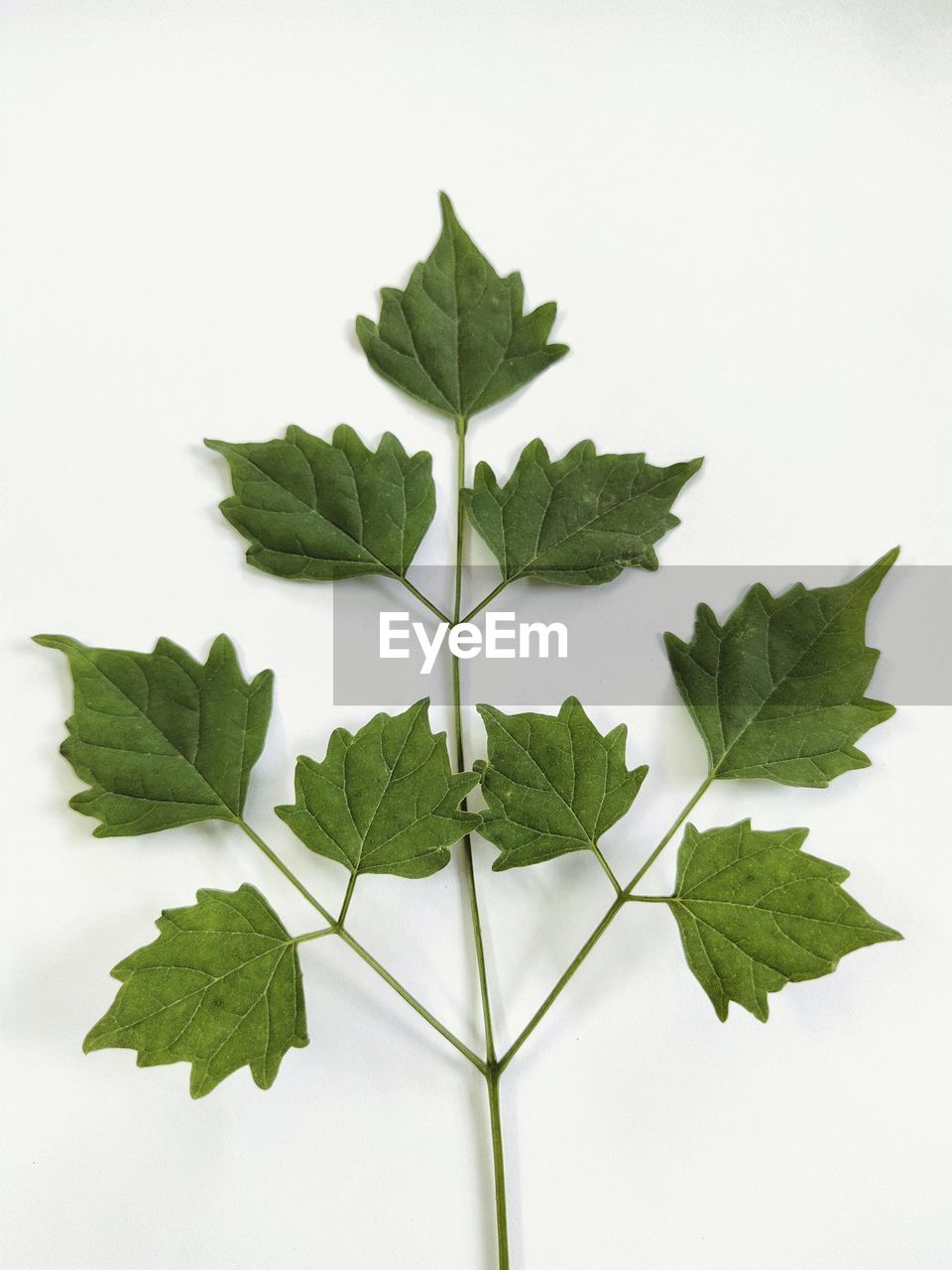 CLOSE-UP OF LEAVES ON WHITE BACKGROUND