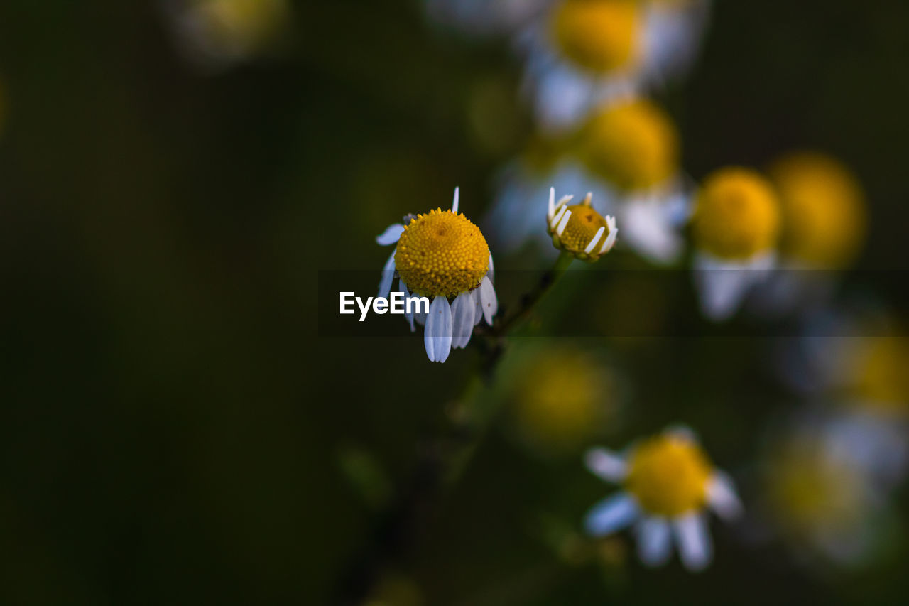 CLOSE-UP OF YELLOW FLOWERING PLANTS