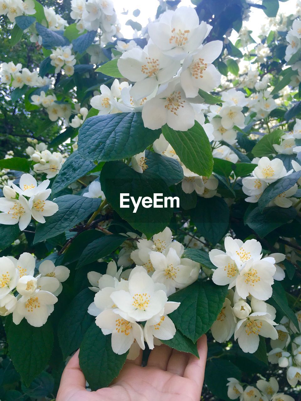 Close-up of white flowers