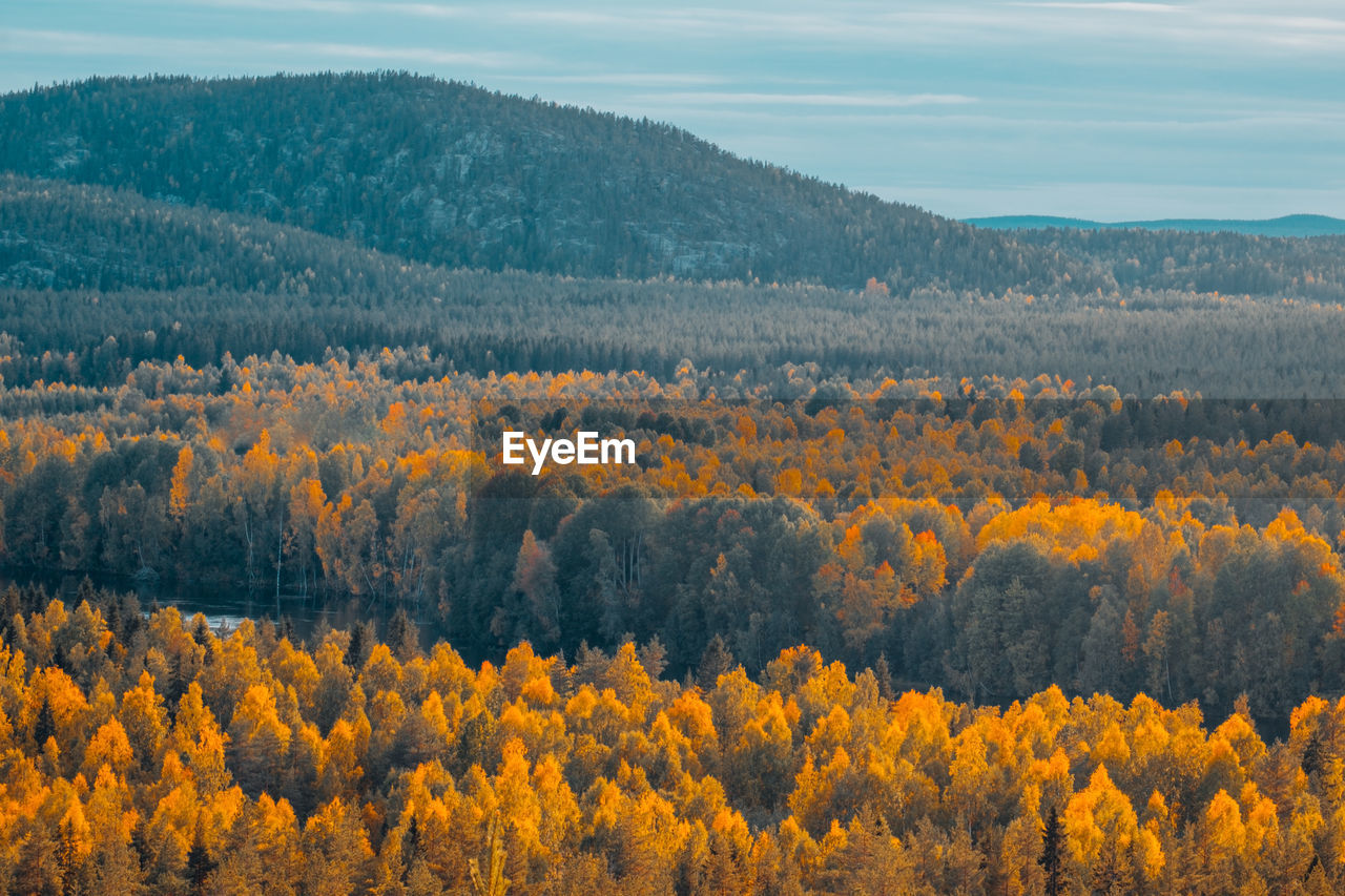 Scenic view of trees in forest during autumn